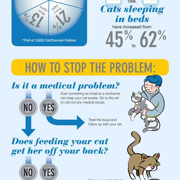 Why Your Cat Wakes You Up At Night? - Best Infographics