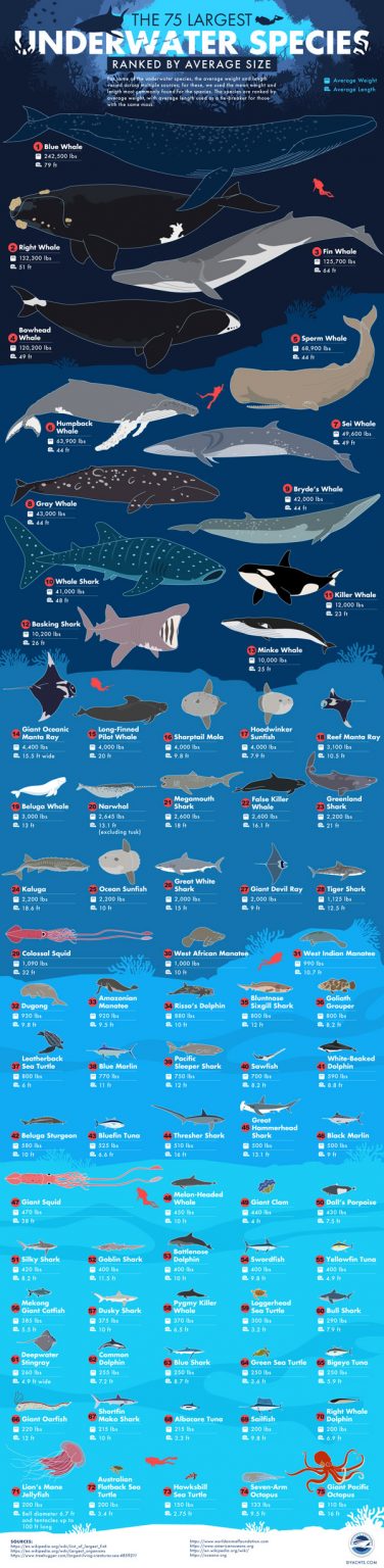 75 Largest Underwater Species [Infographic] - Best Infographics