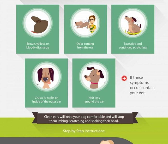 How To Clean Your Dog's Ears [Infographic] - Best Infographics