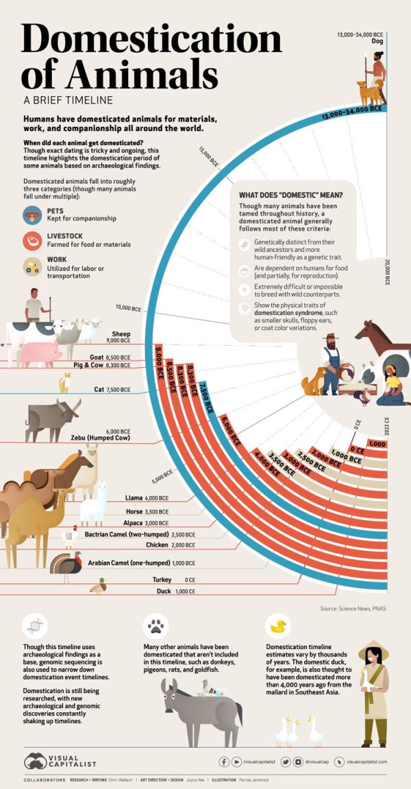 Domestication of Animals [Timeline] - Best Infographics