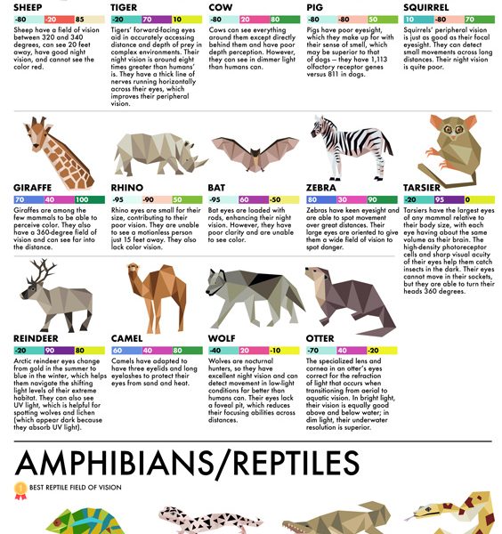 90 Animals Ranked by Eyesight [Infographic] - Best Infographics